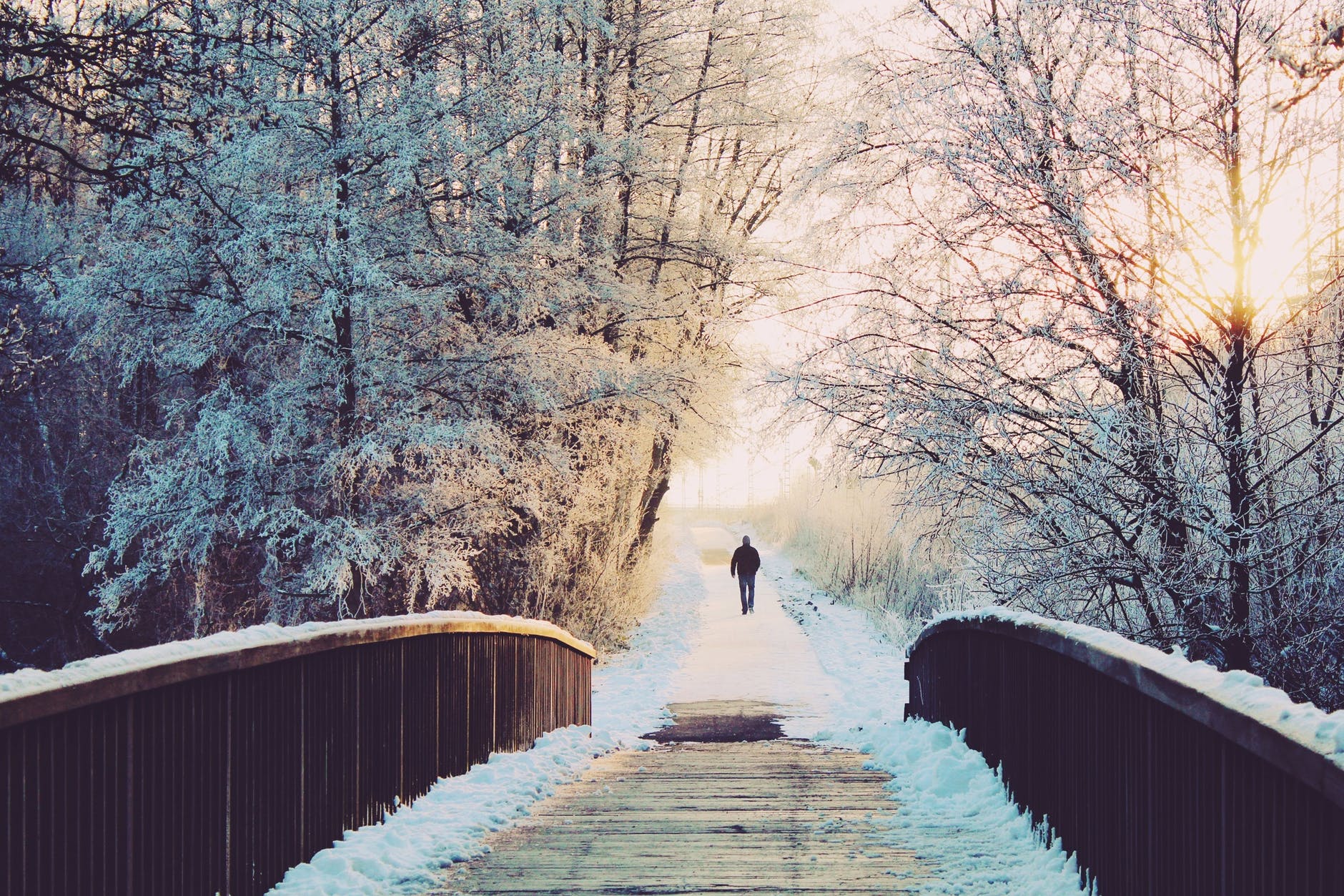 alone branches bridge bright