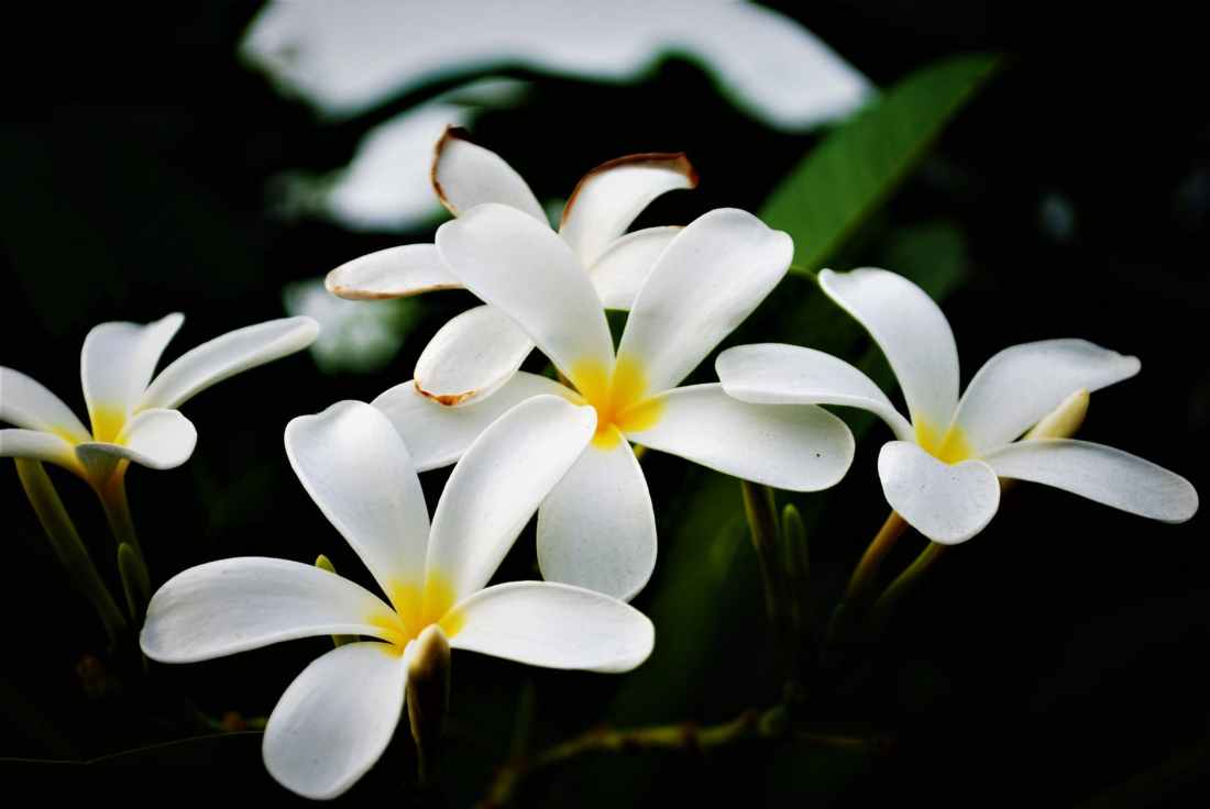 white flowers